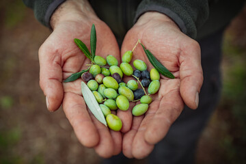 olive in mano