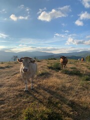 Cows in Galicia looking the photographer