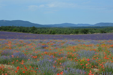 French provence lavender and poppy fields in Luberon
