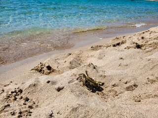 Two crabs on the sand on a Sunny summer day go to the sea.