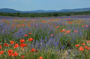 French provence lavender and poppy fields in Luberon