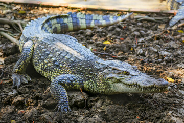 Brown crocodile lying sunbathe on the ground beside the pool.