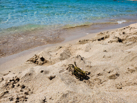 Two Crabs On The Sand On A Sunny Summer Day Go To The Sea.