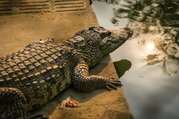 Brown crocodile lying on the ground beside the pool.