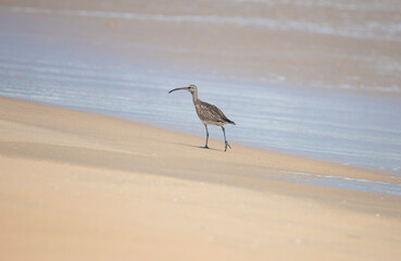 Eurasian curlew or common curlew walking on a beach