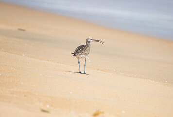 Eurasian curlew or common curlew walking on a beach