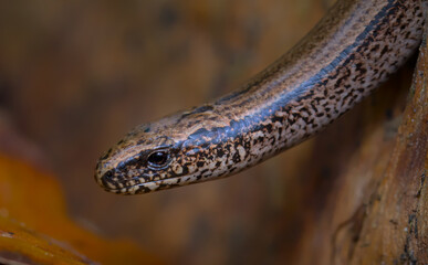Macro Of The Head Of A Slow Worm, Anguis fragilis, Moving Through Leaves On The Forest Floor, Hampshire UK