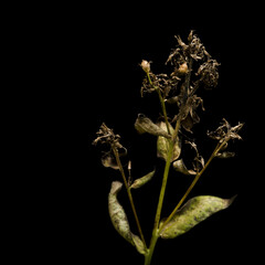 faded flower on black background 