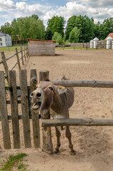 Obraz premium donkey