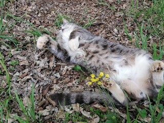 Grey Tabby Cat stretching on Grass