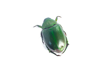 Isolated close up of a deadly chemical upturned beetle is a tree-dwelling insect that is not contaminated with clipping path white background.