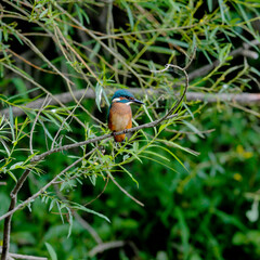 Close-up portrait of kingfisher lurking on a twig, against a background of a green bushes. Flying jewel Common kingfisher, Alcedo atthis