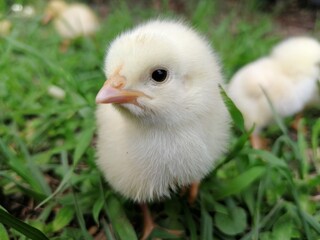 Baby Chicken or Chick looking at Camera