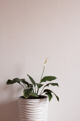 white Spathiphyllum flower in a vase