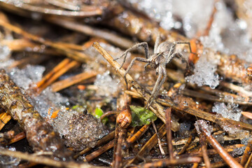 Pisaura sp., of the nursery web spider family (lat. Pisauridae)	