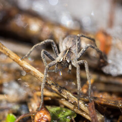 Pisaura sp., of the nursery web spider family (lat. Pisauridae)
