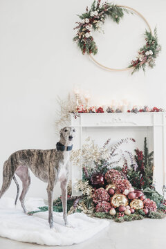 christmas decoration in a fireplace with greyhound dog