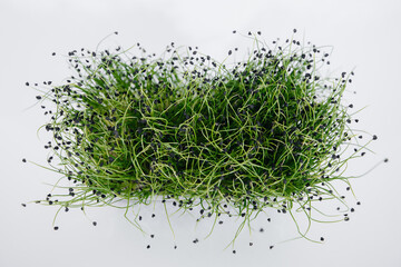 Micro-green onion sprouts close-up on a white background in a pot with soil. Healthy food and lifestyle