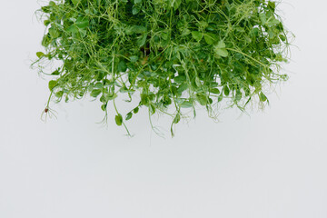 Micro-green pea sprouts close-up on a white background in a pot with soil. Healthy food and lifestyle