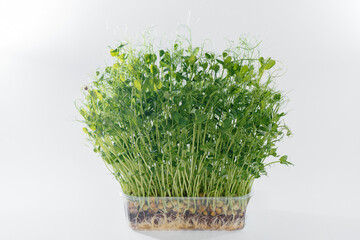 Micro-green pea sprouts close-up on a white background in a pot with soil. Healthy food and lifestyle