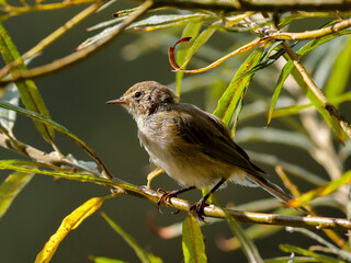 Close-up portrait of Common Chiffchaff in a green bushes at backlight. Phylloscopus Collybita.