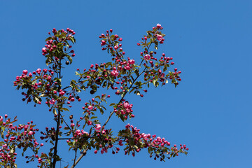 Obraz na płótnie Canvas Blooming ornamental apple tree branch