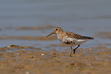 Close-up photo of Dunlin on the beach. Calidris alpina.