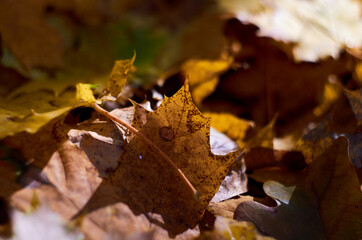 Yellow maple leaves on the ground