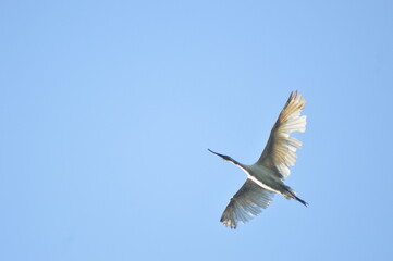 Bird and the sky