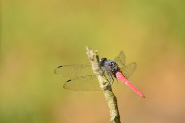 dragonfly on a leaf