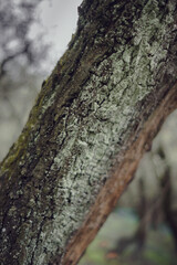 Albero di Ulivo durante la raccolta autunnale