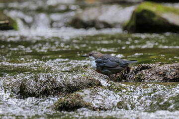 Close-up photo of dipper, hunting on the mountain creek. White-throated Dipper, Cinclus cinclus.