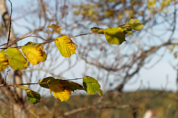 branches with fall leaves before sunset