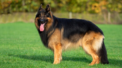 King german shepherd dog on the grass standing in the sun