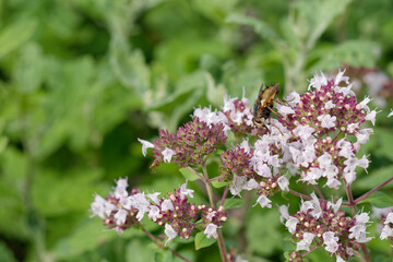 A fly sitting on colorful flowers.