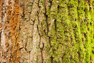 Tree bark texture with moss close up