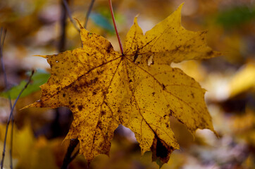 Photo of yellow maple leaf