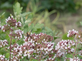 A fly sitting on colorful flowers.