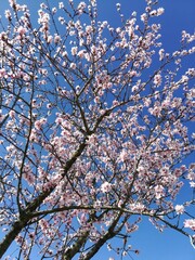 flowers of almond blossom - fiori di mandorlo in fiore