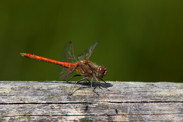 Wonderful red veined darter against neutral green background. Sympetrum fonscolombii.