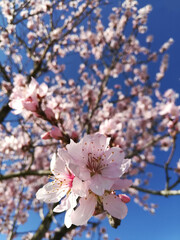 flowers of almond blossom - fiori di mandorlo in fiore