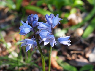 Spanish Bluebell (Hyacinthoides hispanica)