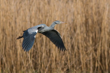 Close-up photo of grey heron flying on neutral bacground of the reeds. Grey Heron, Adrea cinerea.