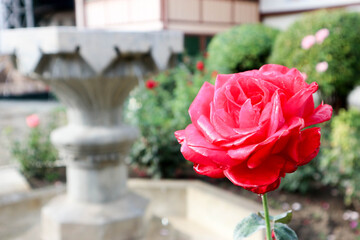 beautiful red rose with raindrops after the rain in the garden closeup