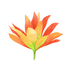 Watercolor illustration of tropical flower. Isolated object on a white background.