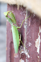 praying green mantis on a wooden surface closeup