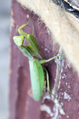praying green mantis on a wooden surface closeup