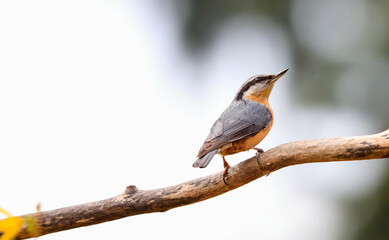 Close-up photo of a nuthatch on neutral background. Eurasian Nuthatch, Sitta europaea.