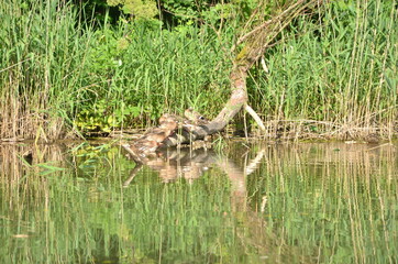 A green forest and reflections of a grass in a river in a sunny day, ducks seating on a branch