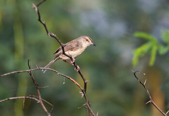 Plain prinia bird sitting on a tree branch